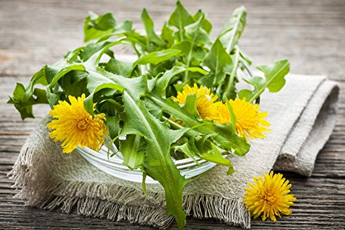 SAFLAX - Ecológico - Diente de león - 400 semillas - Taraxacum officinale