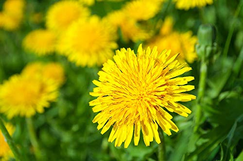 SAFLAX - Ecológico - Diente de león - 400 semillas - Taraxacum officinale