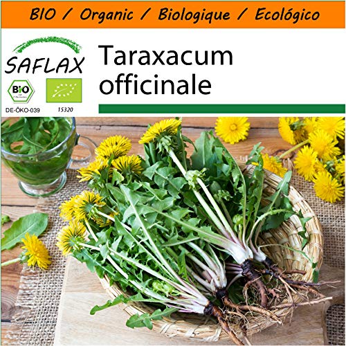 SAFLAX - Ecológico - Diente de león - 400 semillas - Taraxacum officinale