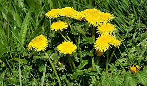 SAFLAX - Ecológico - Diente de león - 400 semillas - Taraxacum officinale