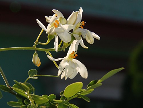 SAFLAX - Moringa - 10 semillas - Moringa oleifera