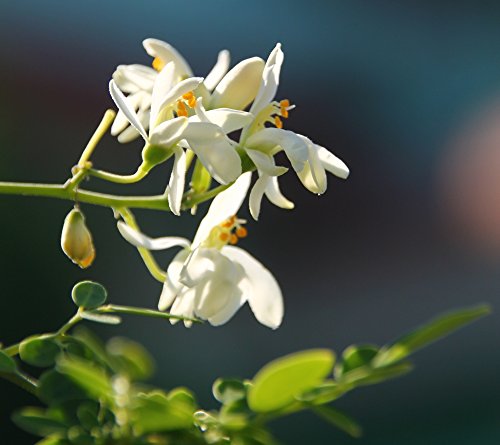 SAFLAX - Moringa - 10 semillas - Moringa oleifera