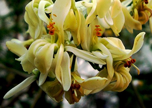 SAFLAX - Moringa - 10 semillas - Moringa oleifera