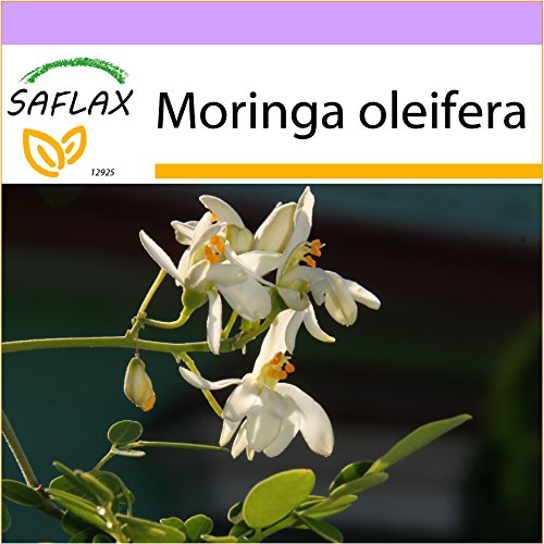 SAFLAX - Moringa - 10 semillas - Moringa oleifera