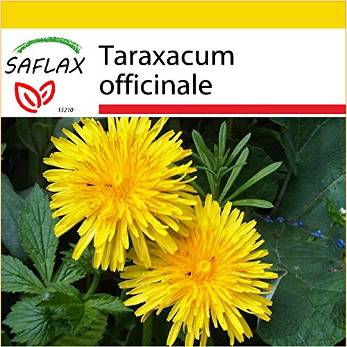 SAFLAX - Set de cultivo - Diente de león - 200 semillas - Con mini-invernadero, sustrato de cultivo y 2 maceteros - Taraxacum officinale