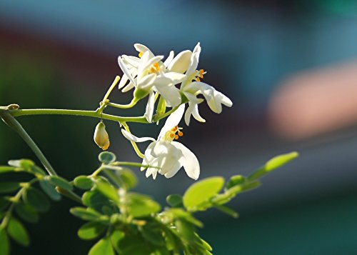 SAFLAX - Set de cultivo - Moringa - 10 semillas - Con mini-invernadero, sustrato de cultivo y 2 maceteros - Moringa oleifera
