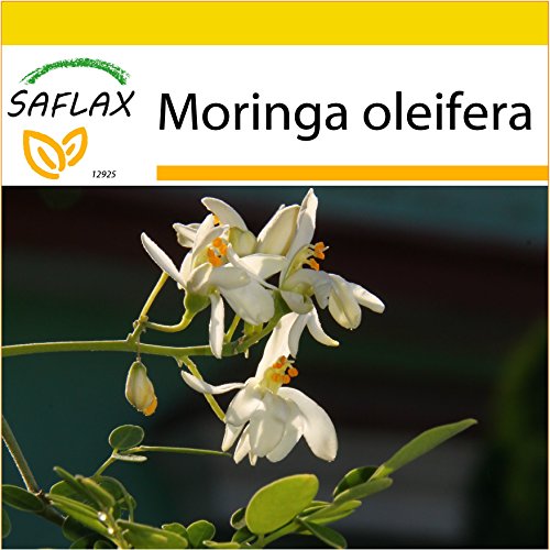 SAFLAX - Set de cultivo - Moringa - 10 semillas - Con mini-invernadero, sustrato de cultivo y 2 maceteros - Moringa oleifera