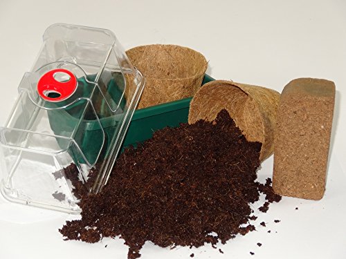 SAFLAX - Set de cultivo - Moringa - 10 semillas - Con mini-invernadero, sustrato de cultivo y 2 maceteros - Moringa oleifera