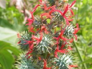 Seedville Ricinus communis Ricino arbusto - 10 Semillas