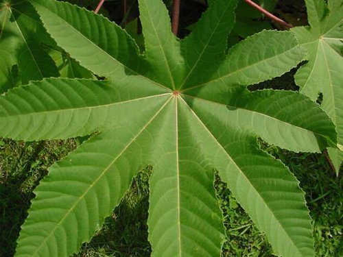 Seedville Ricinus communis Ricino arbusto - 10 Semillas
