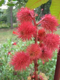 Seedville Ricinus communis Ricino arbusto - 10 Semillas