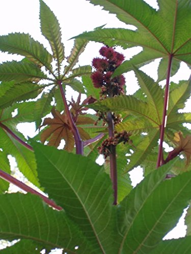 Seedville Ricinus communis Ricino arbusto - 10 Semillas