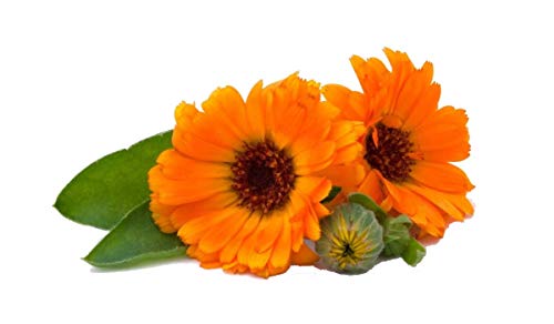 Semillas de Caléndula - Calendula officinalis