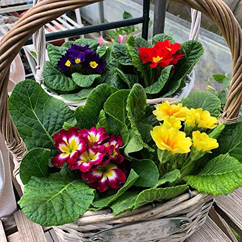 Semillas de flores de Europa Primula 20 piezas de vísceras orgánicas vistosas semillas de colores mezclados para el jardín del hogar patio al aire libre plantación agrícola