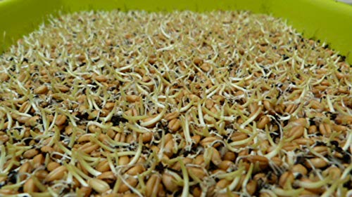 Semillas de trigo ecológicas para germinar (1Kg)
