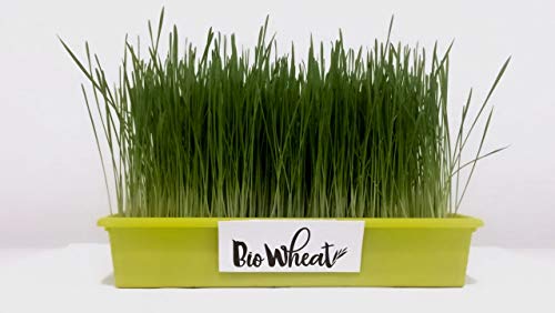 Semillas de trigo ecológicas para germinar (1Kg)