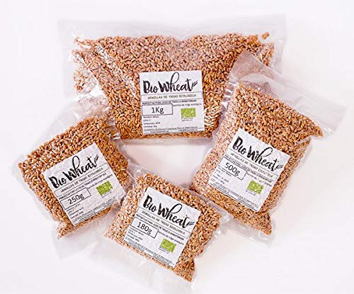 Semillas de trigo ecológicas para germinar (1Kg)