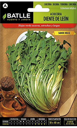 Semillas Hortícolas - Achicoria Diente de León - Batlle