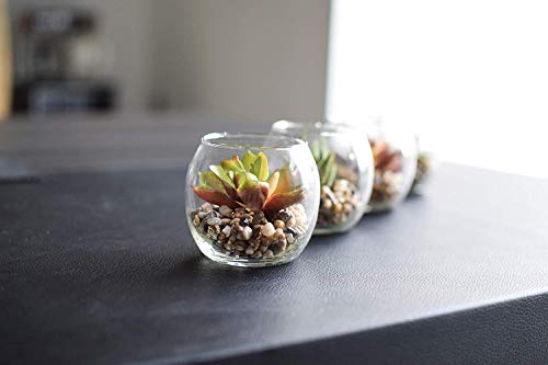 Suculentas y Cactus Artificiales Naturales,Interior Mini Plantas y flores artificiales Falsa Plástico Bonsái en Macetas,Cristal Terrario Maceteros Jarrones Decorativos para Dormitorio y Sala de Estar