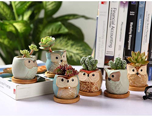 T4U Planta Maceta de Suculento 6CM Paquete de 6, Cactus Maceteros de Ventana Cajas Decoración para Mesa de Comedor Sala de Estar Oficina y Jardín Idea Regalo para Cumpleaños y Boda Navidad