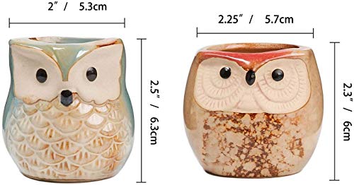 T4U Planta Maceta de Suculento 6CM Paquete de 6, Cactus Maceteros de Ventana Cajas Decoración para Mesa de Comedor Sala de Estar Oficina y Jardín Idea Regalo para Cumpleaños y Boda Navidad