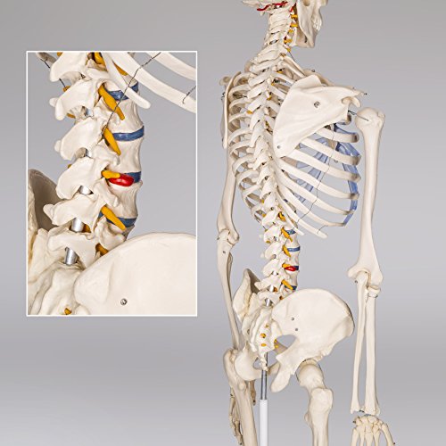 TecTake modelo médico anatómica esqueleto humano esquelético 181cm