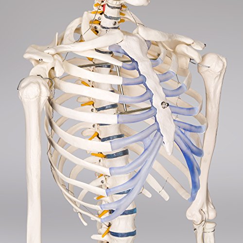 TecTake modelo médico anatómica esqueleto humano esquelético 181cm