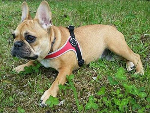 tre Ponti Fibbia pequeño Perro arnés con Correa Ajustable para el Vientre