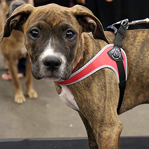 tre Ponti Fibbia pequeño Perro arnés con Correa Ajustable para el Vientre