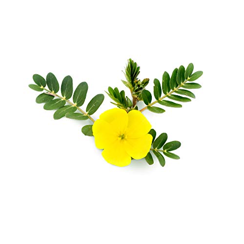 TRIBULUS TERRESTRIS * 470 mg / 90 cápsulas * Titulado al 40% en saponinas * Energia, Rendimiento deportivo, Vitalidad