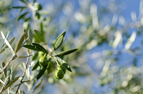 ValdeVellisca - Aceite de Oliva Virgen Extra - 5 litros - AOVE ECOLOGICO - primera prensada en frio