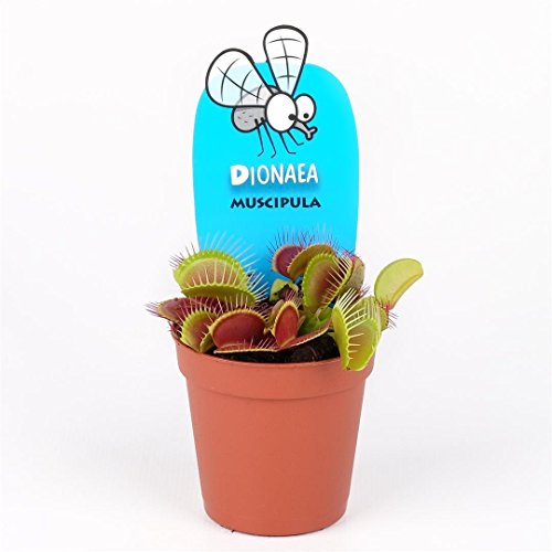 Venus Atrapamoscas - Dionaea - Maceta 9cm. - Planta viva - (Envíos sólo a Península)