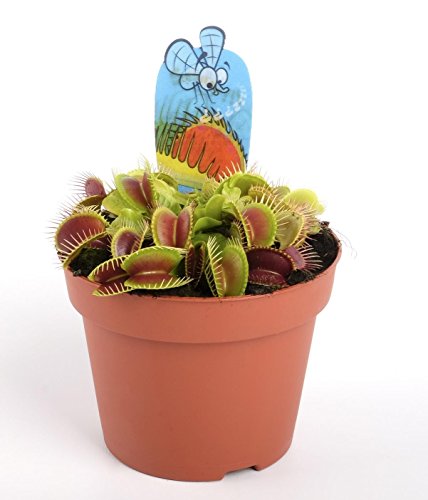 Venus Atrapamoscas - Dionaea - Maceta 9cm. - Planta viva - (Envíos sólo a Península)