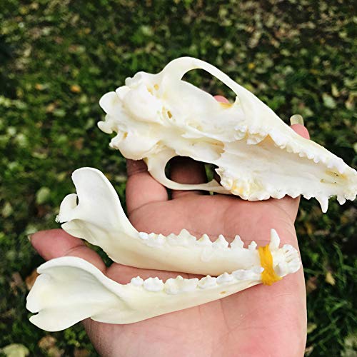 VIEUR Puro Natural Taxidermia Cráneo de Zorro Taxidermia Esqueleto de Hueso Real Decoración navideña