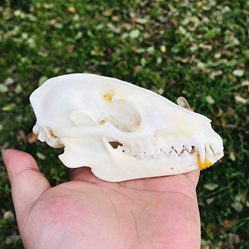 VIEUR Puro Natural Taxidermia Cráneo de Zorro Taxidermia Esqueleto de Hueso Real Decoración navideña