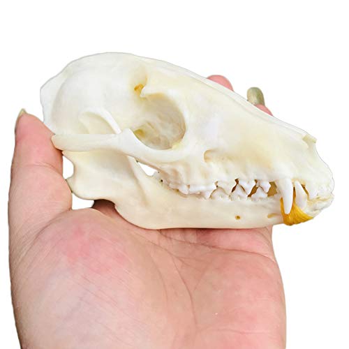 VIEUR Puro Natural Taxidermia Cráneo de Zorro Taxidermia Esqueleto de Hueso Real Decoración navideña