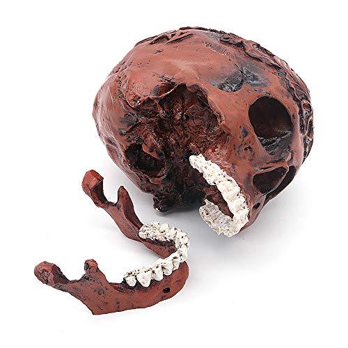 VOANZO - Figura de esqueleto humano, diseño retro y realista con diseño de calavera