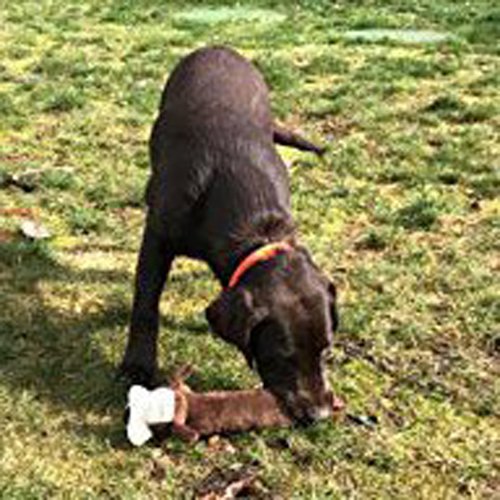 Well Love Juguetes para perro,juguetes para masticar,cuerda de algodón100%natural,juguetes para chirridos,bolas de perro,huesos de perro,juguete de peluche,cuerdas para perro,6unidades,juego de regalo