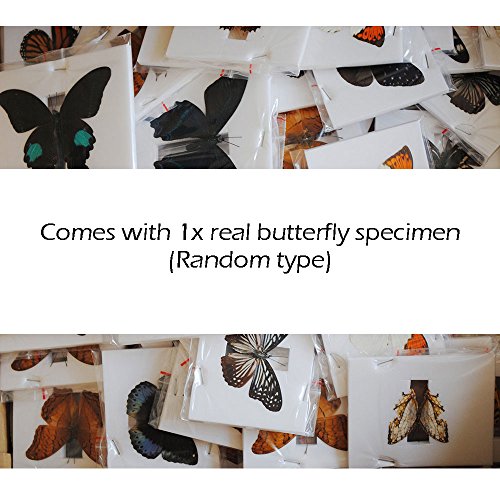 WhizKidsLab 48pzas Juego Muestras Preparadas Microscopio Animales Insectos Plantas Flores Plástico 1pza Espécimen Mariposa Real Niños Estudiantes Ciencia Juego Educativo