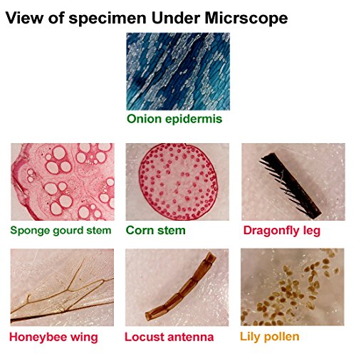 WhizKidsLab 48pzas Juego Muestras Preparadas Microscopio Animales Insectos Plantas Flores Plástico 1pza Espécimen Mariposa Real Niños Estudiantes Ciencia Juego Educativo