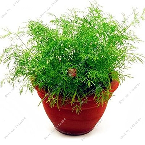 100 piezas de semillas de hinojo fresco y verde orgánico de semillas de hortalizas para jardín Plantar semillas no OGM, Importado Perfume