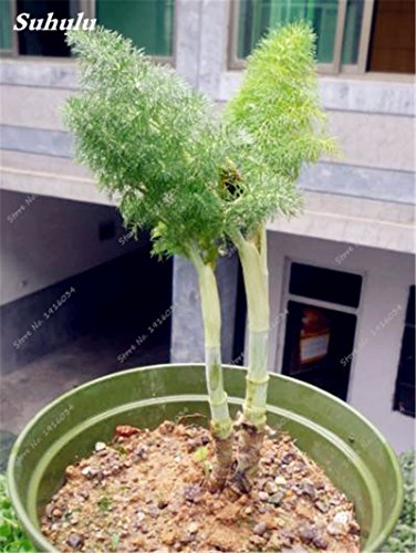 100 piezas de semillas de hinojo fresco y verde orgánico de semillas de hortalizas para jardín Plantar semillas no OGM, Importado Perfume