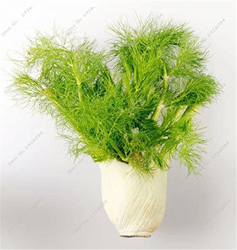 100 piezas de semillas de hinojo fresco y verde orgánico de semillas de hortalizas para jardín Plantar semillas no OGM, Importado Perfume