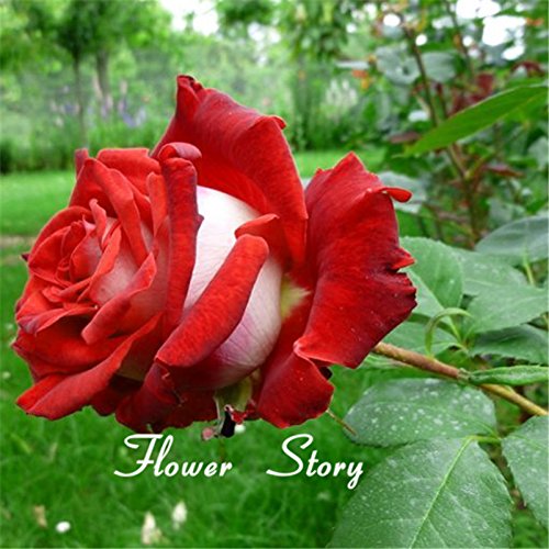 20 semillas Abracadabra Rose, de color raro, OSIRIA semillas color de rosa preciosa de flores para plantar en maceta de flores o semillas de planta perenne