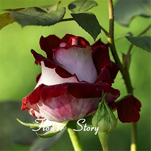 20 semillas Abracadabra Rose, de color raro, OSIRIA semillas color de rosa preciosa de flores para plantar en maceta de flores o semillas de planta perenne