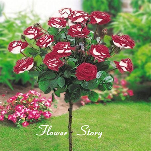 20 semillas Abracadabra Rose, de color raro, OSIRIA semillas color de rosa preciosa de flores para plantar en maceta de flores o semillas de planta perenne