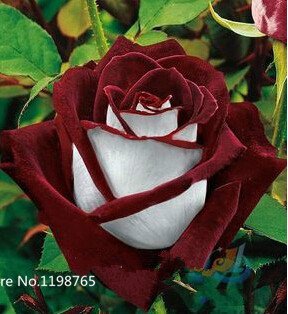 50 semillas Abracadabra Rose, color raro, OSIRIA flor color de rosa precioso. el amante de la rosa de semillas plantar rosas bonsai.