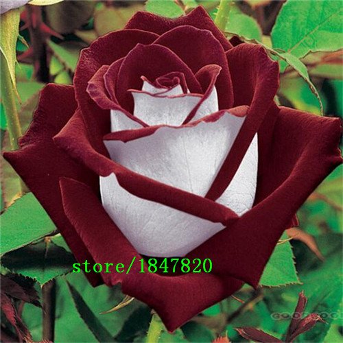 50 semillas Abracadabra Rose, color raro, OSIRIA Rose hermosa flor. el amante de la rosa de semillas plantar rosas bonsai.