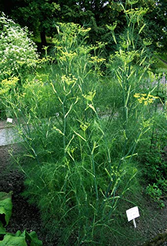 50 Semillas Hinojo (Foeniculum Vulgare)