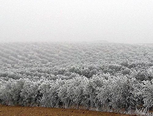 Aceite de Oliva Virgen Extra Top Mas Saludables del Mundo AOVE ARBEQUINA 500 ML